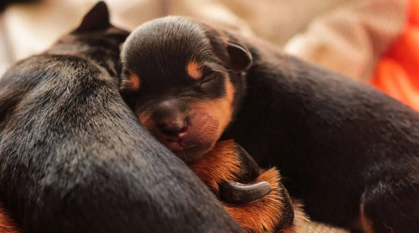 Caring For Newborn Rottweiler Puppies From Birth To Two Months