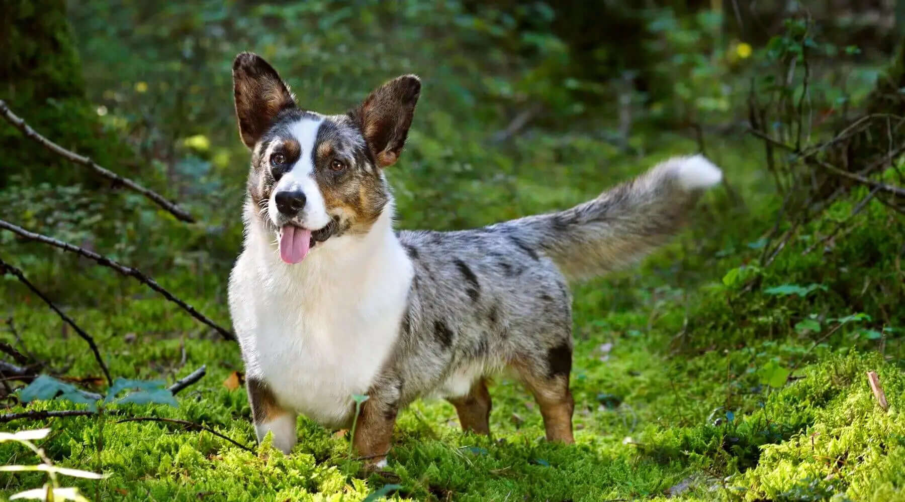 Corgi Mix corgi-mix