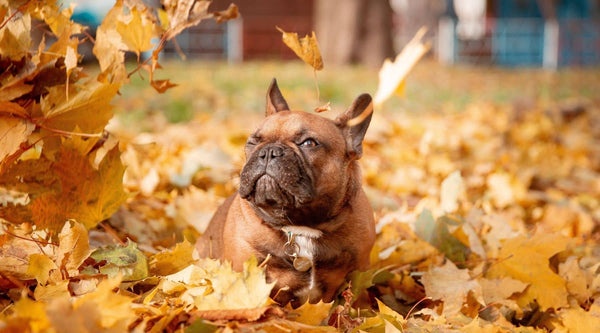 a cute french bulldog on the dog park together with fall leaves