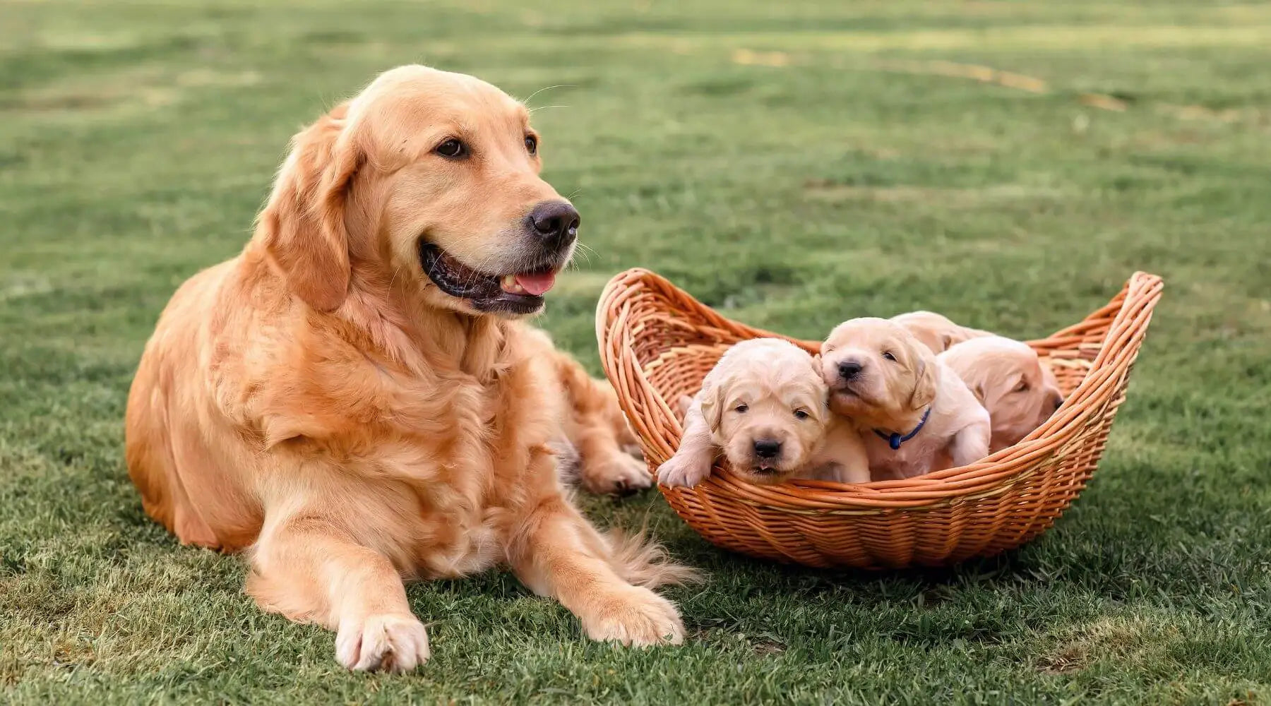 American golden retriever deals puppies