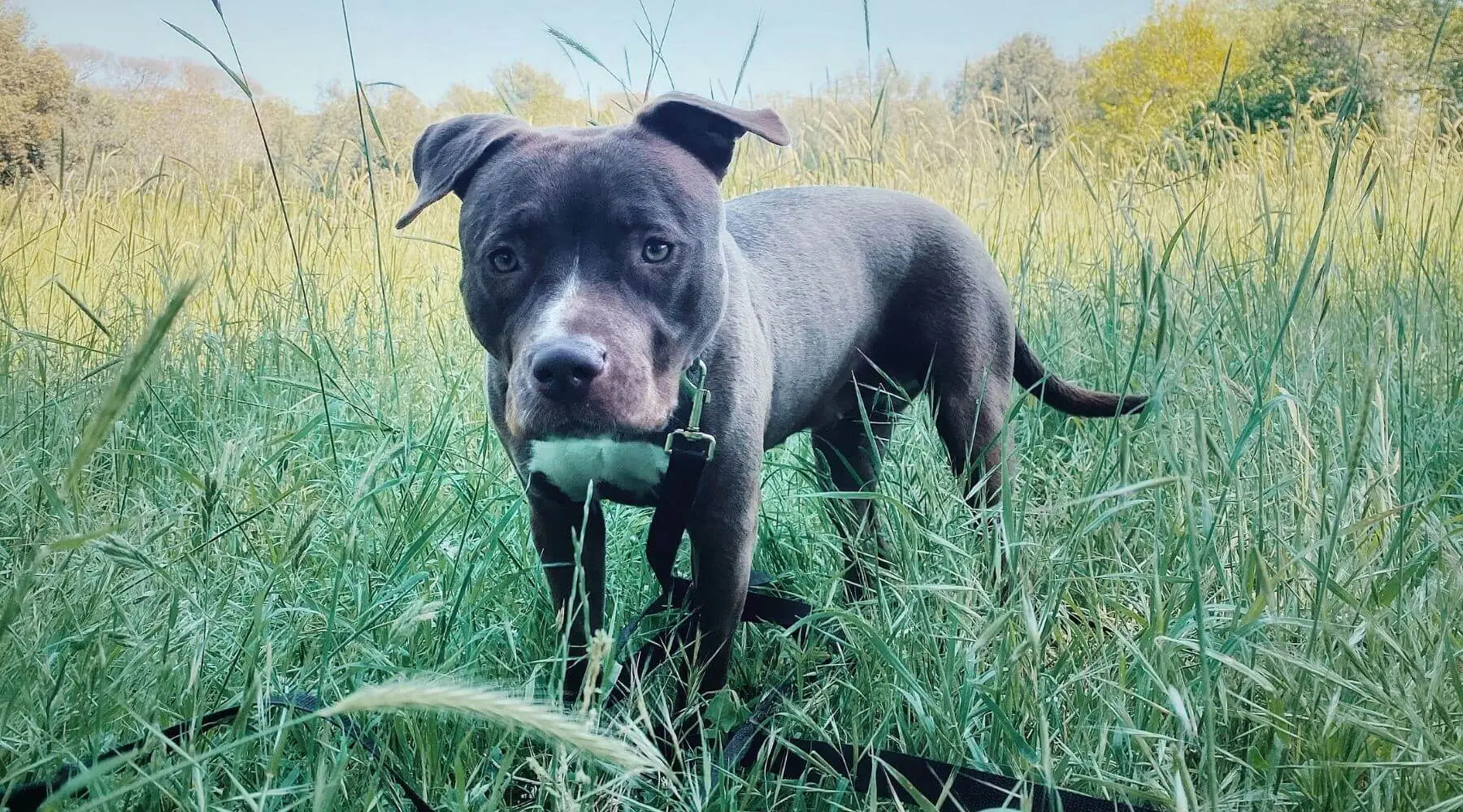 What to feed a sales blue nose pitbull puppy