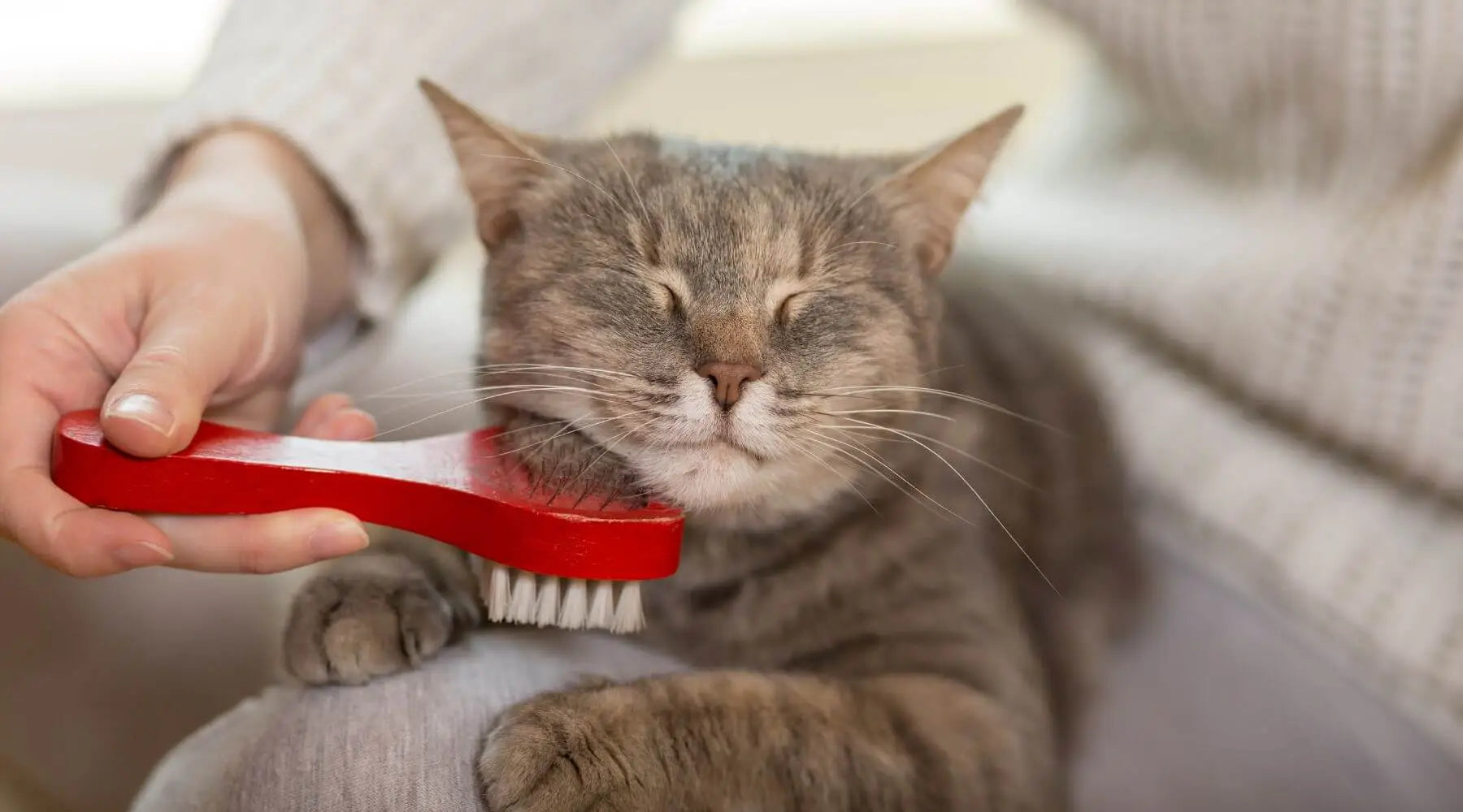 Cat Grooming Supplies Every Cat Care Taker Should Have