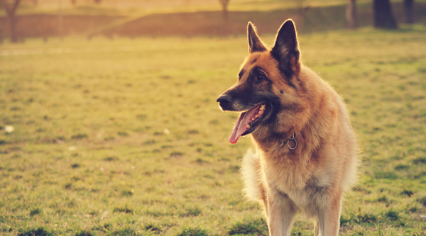 Intelligent and loyal German Shepherd dog is relaxing on the grass at sunset