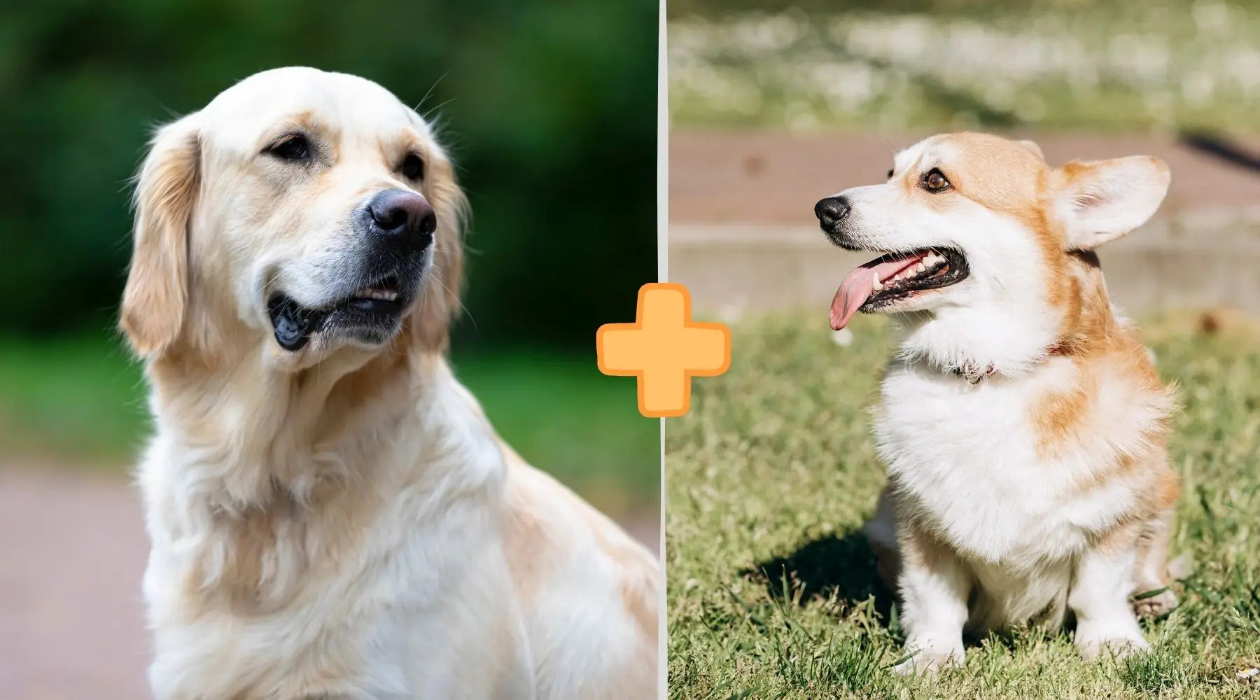 Corgi and deals golden retriever mix