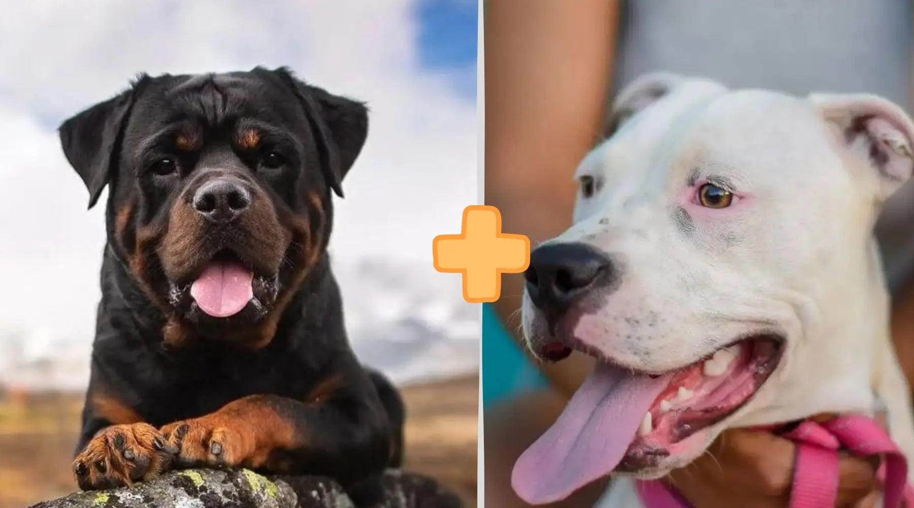 Pitbull mixed with 2024 rottweiler