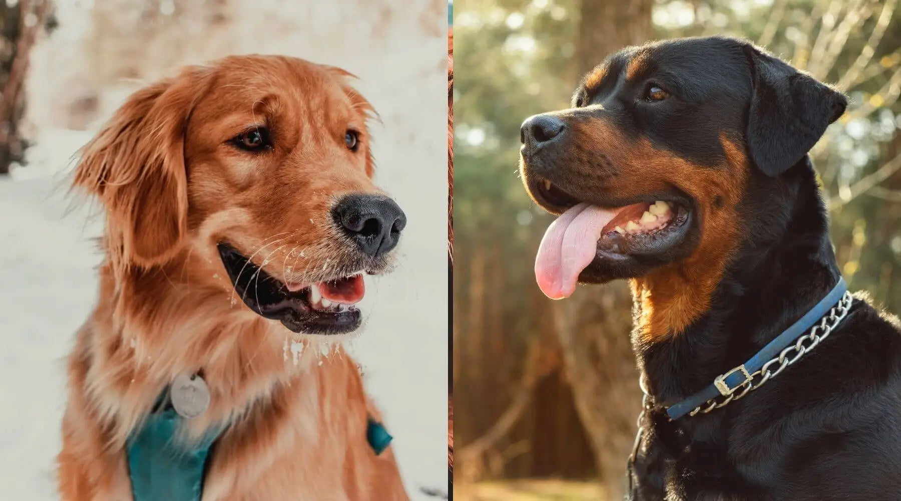 Golden retriever hot sale cross rottweiler puppies