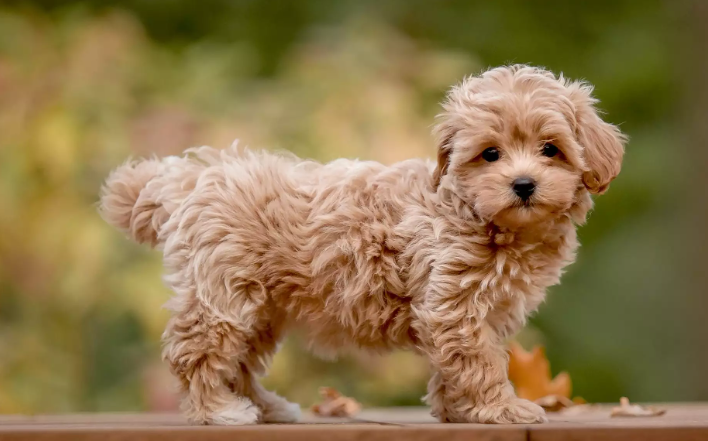 Adult hotsell apricot maltipoo