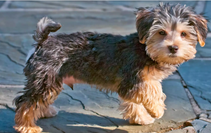 Morkie 2024 tear stains