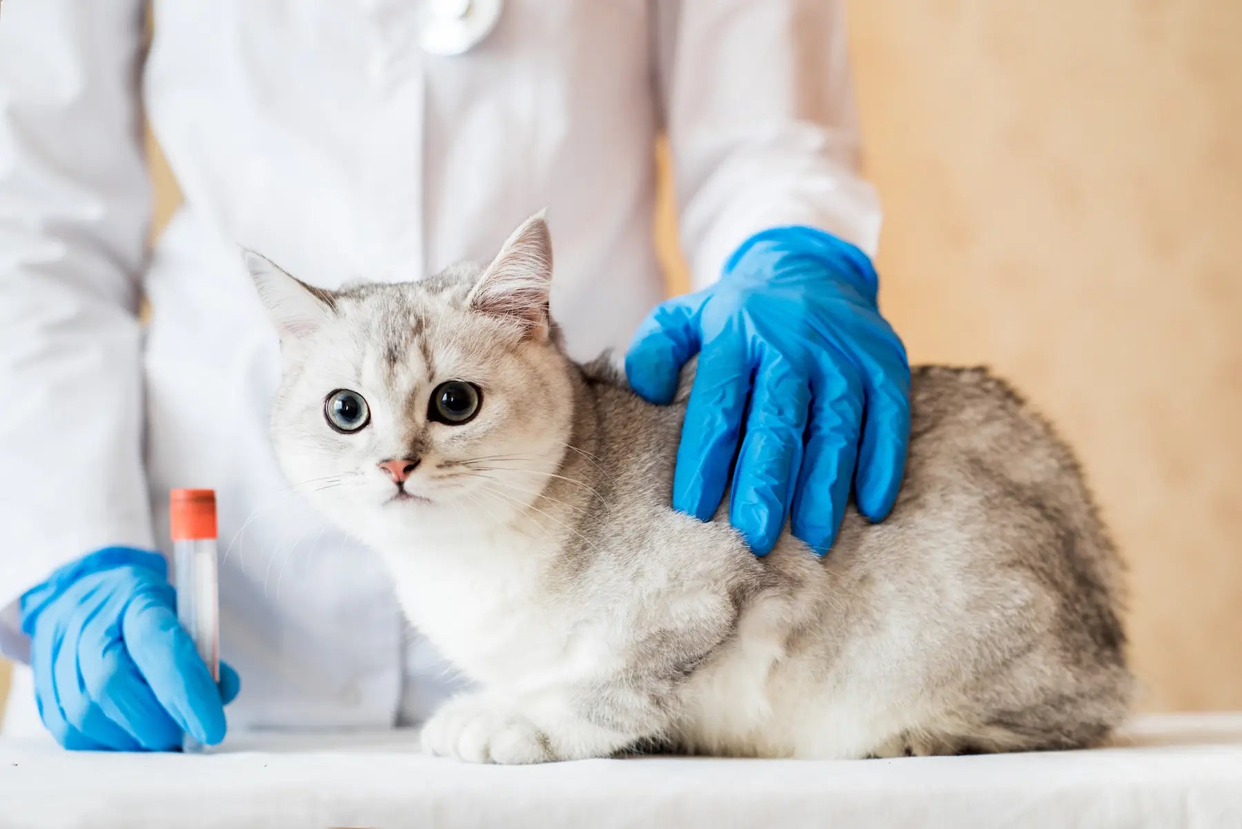 What Are The First Signs Of Feline Leukemia ( Diagnosis )