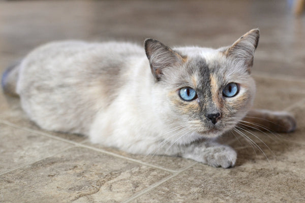 How Long Do Siamese Cats Live: Tips for Increasing Longevity
