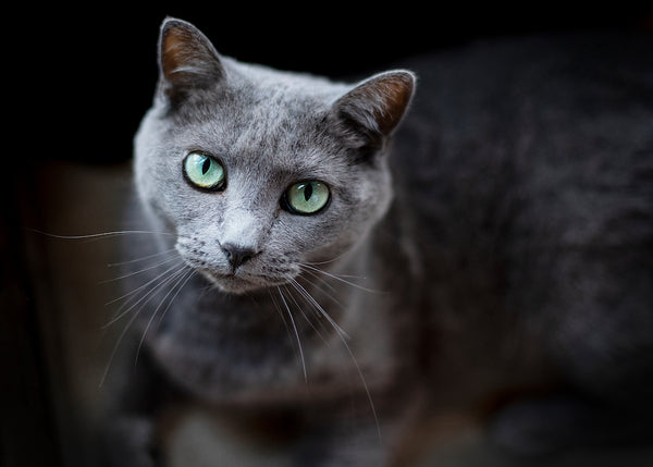 A pretty grey cat with green eyes
