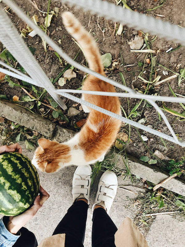 Can Cats Eat Watermelon? Here's What You Need to Know