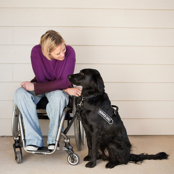 A woman in a wheelchair stroking her black labrador service dog.