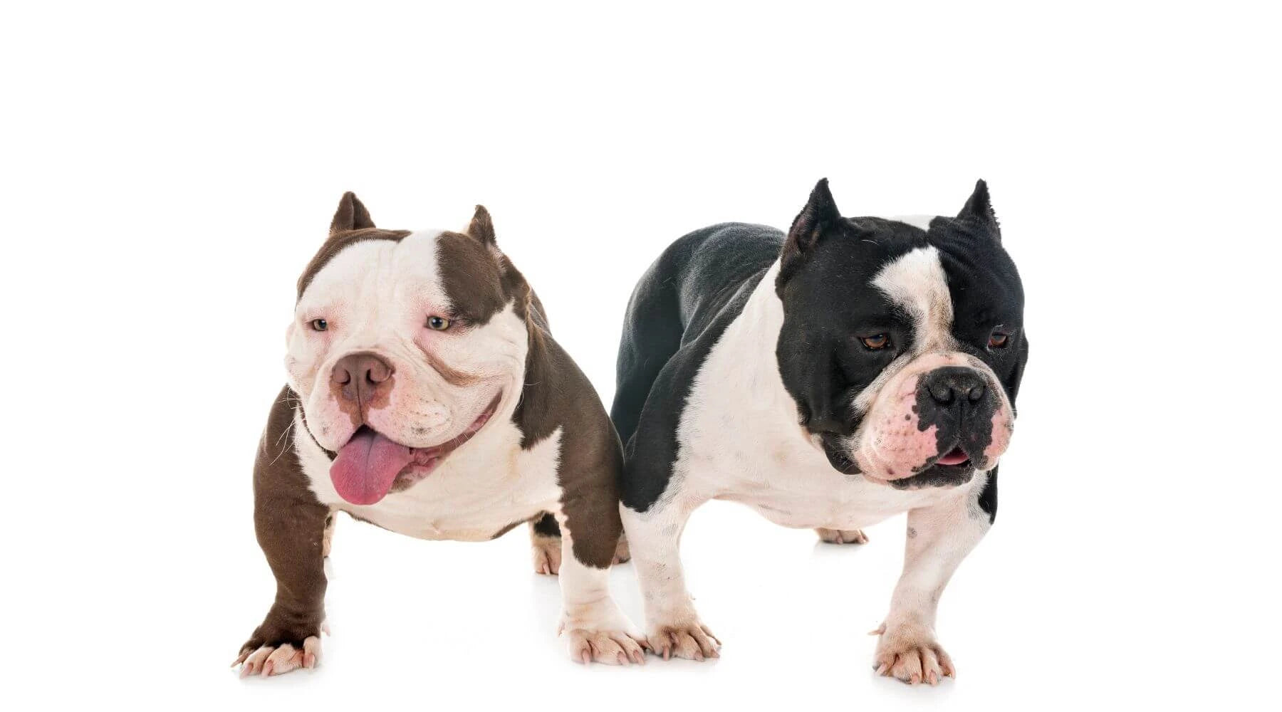 are pitbulls part of the bulldog family