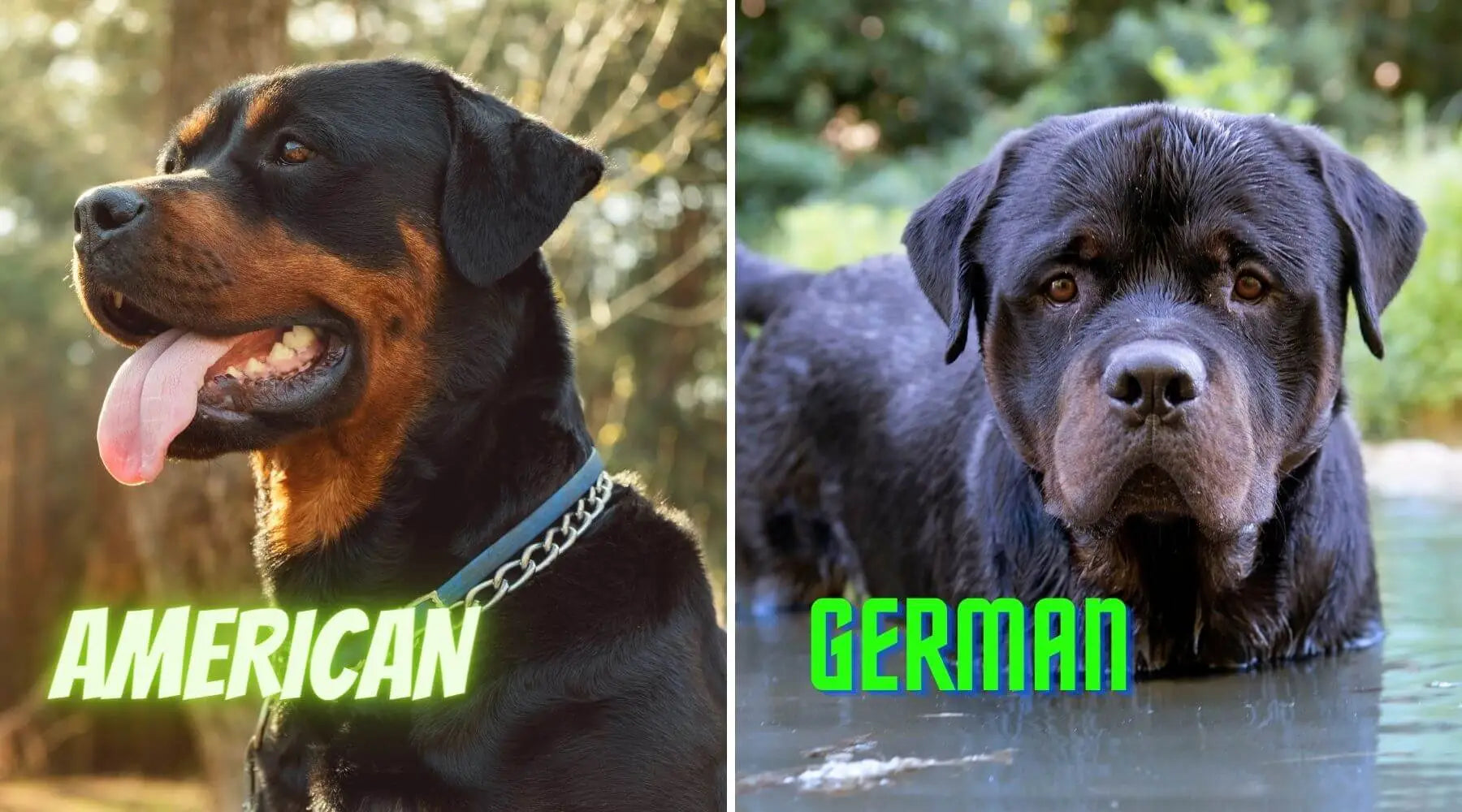 German rottweiler deals and american rottweiler