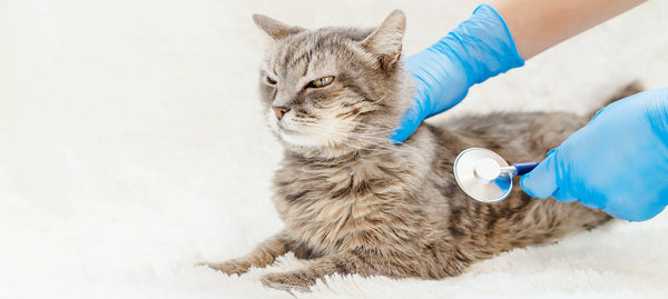 A veterinarian doctor checking a cat 