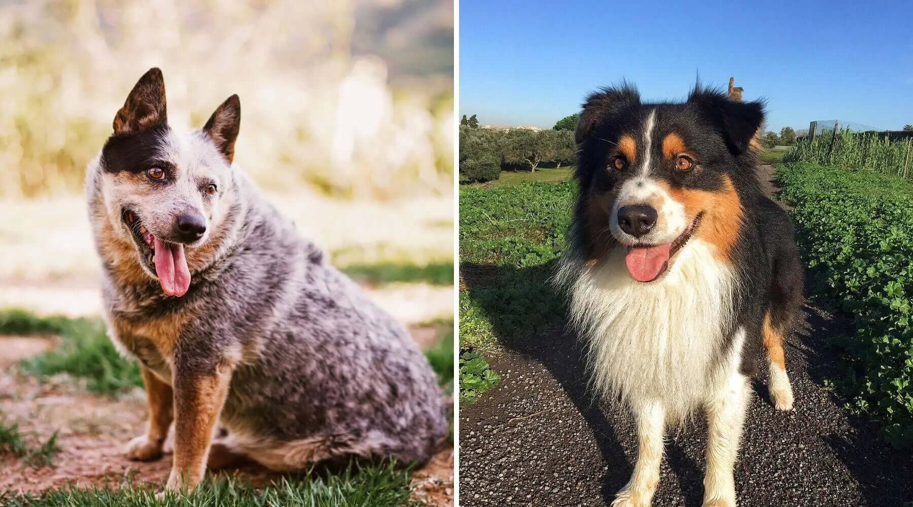 Australian Cattle Dog Blue Heeler Australian Shepherd Mix