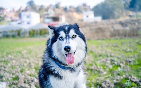 Beautiful happy husky dog