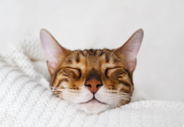 Bengal cat sleeping