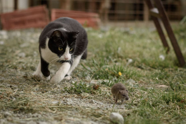 Black and white cat hunting down a mouse in a garden