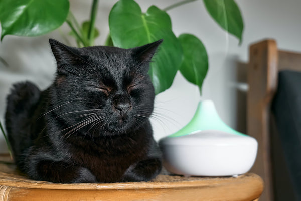 Black cat resting at home near air humidifier or essential oil diffuser.
