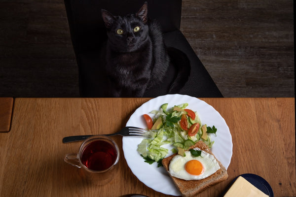 A black cat sits at the table where breakfast is.