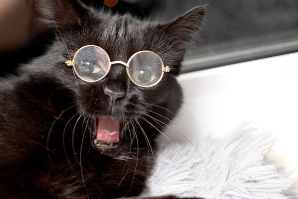 Black cat with glasses is yawing