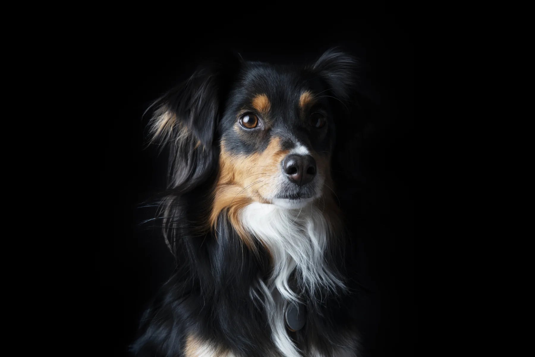 Tri black best sale aussie