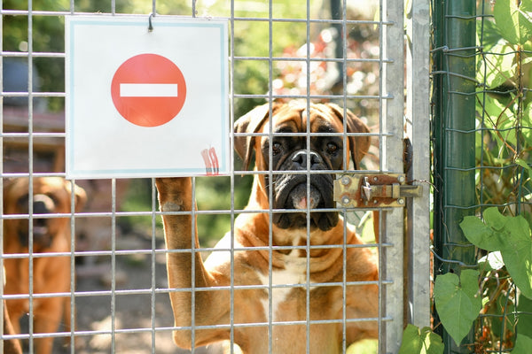 a boxer dog looking into lens from behind locked fence