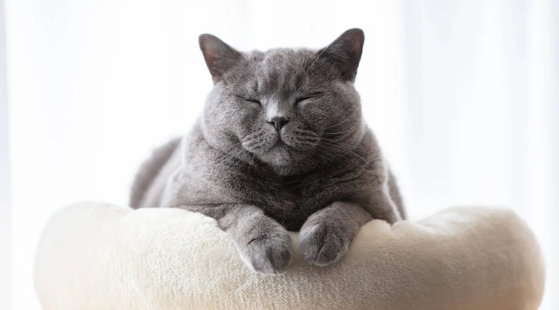 are british shorthair cats good with dogs