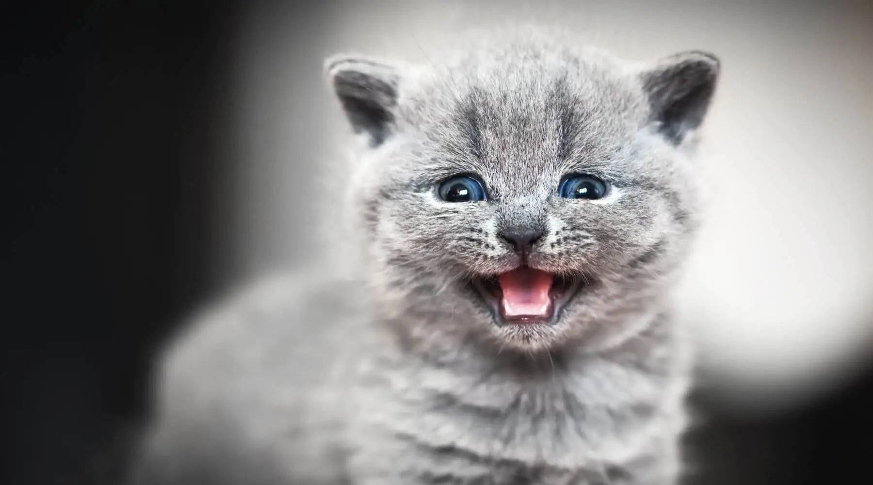 British Shorthair Kitten Learn Everything to the Best Care