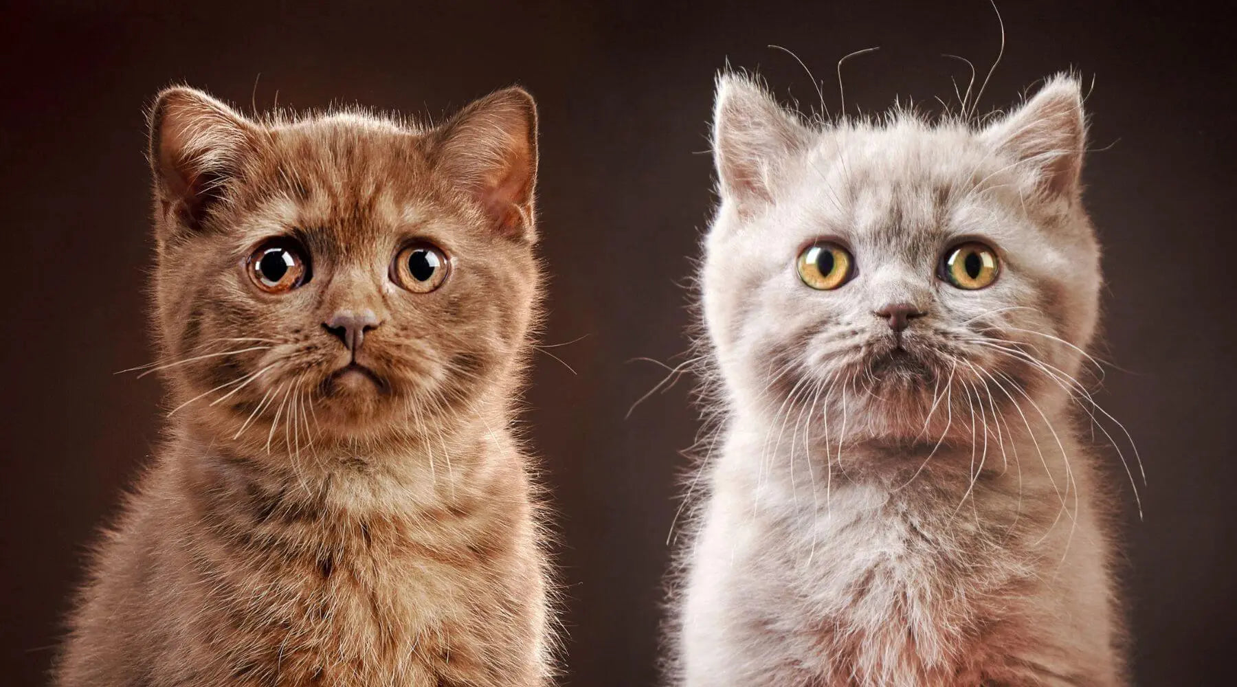British shorthair teddy bear deals