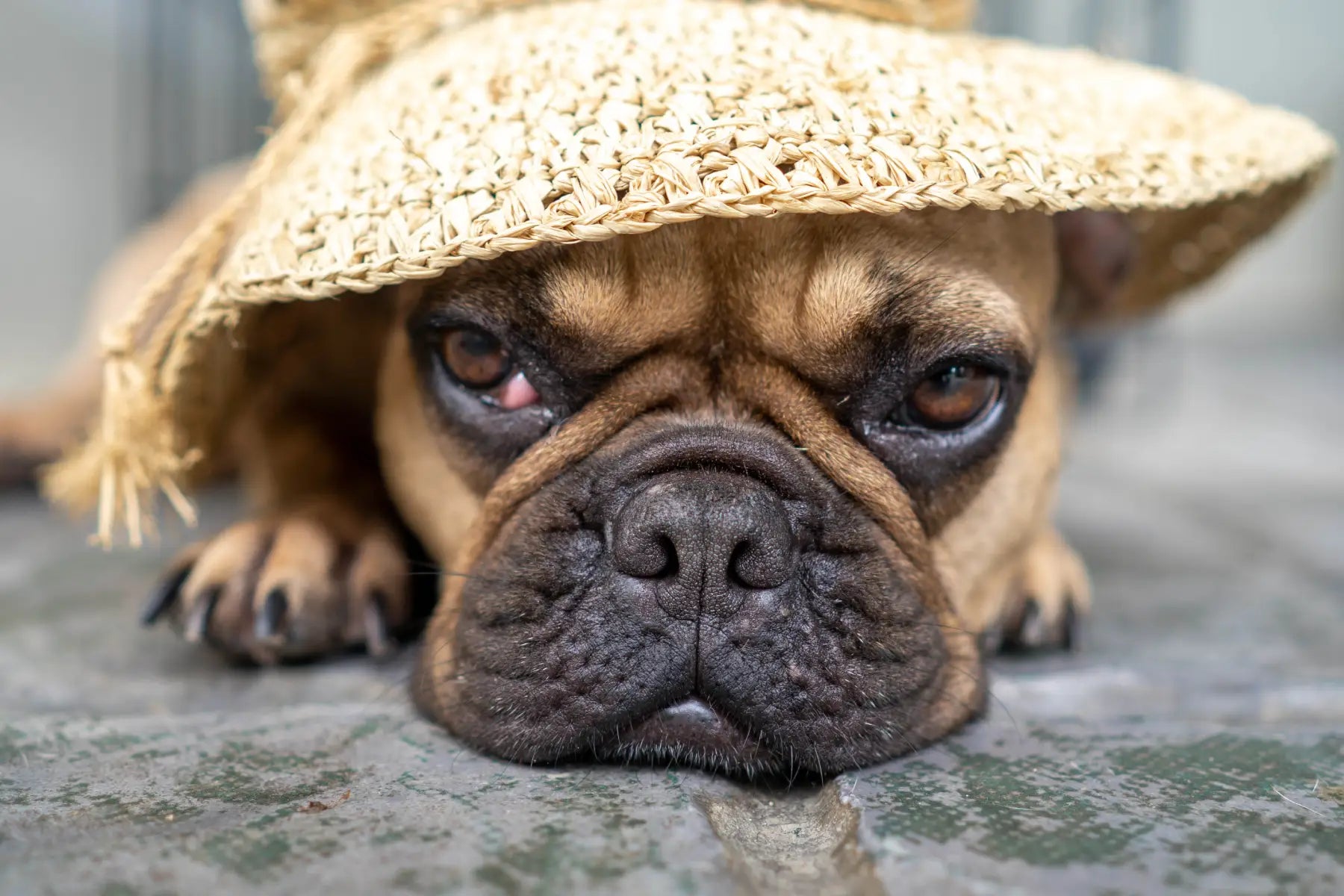 French bulldog swim trunks sales