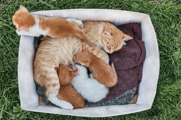 All You Need to Know: How Many Kittens Can a Cat Have?