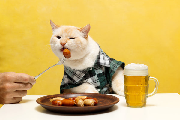Cat in a shirt at an Oktoberfest table eating a sausage with a fork. 