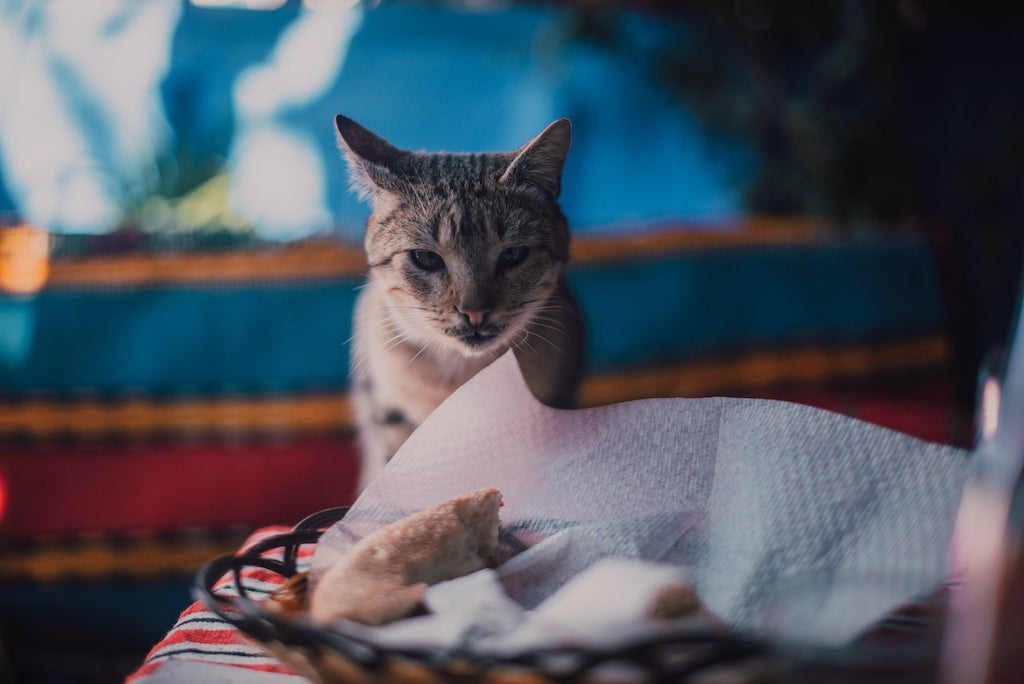 View of Can Cats Eat Bread? What You Need to Know