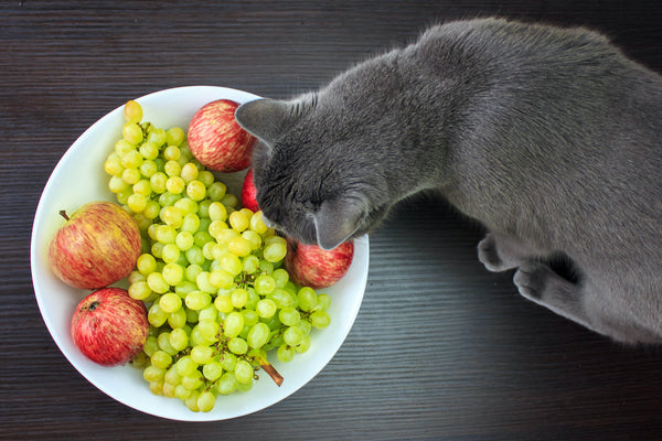 The naughty cat is swiping apples and grapes from a plate.