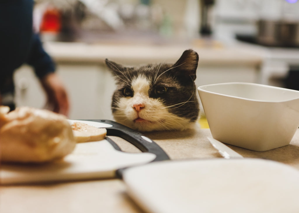 Can Cats Eat Chicken Bones? Here's What You Need to Know