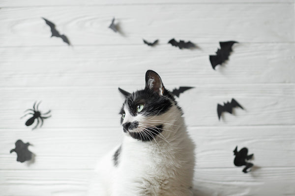 Can Cats See Ghosts? The Mysterious Connection Between Cats and Ghosts