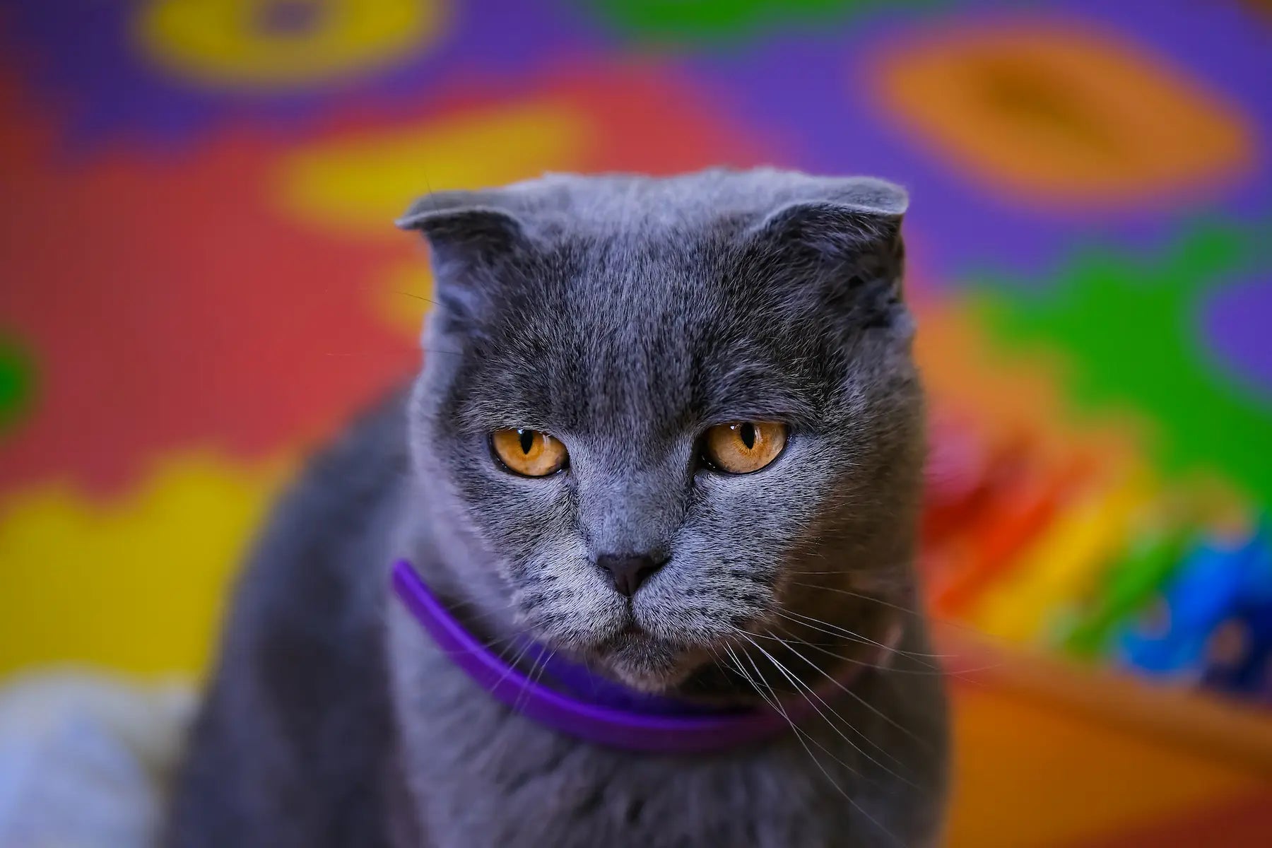 Cat Flea Collar And Antiflea Pipette Detailed Information