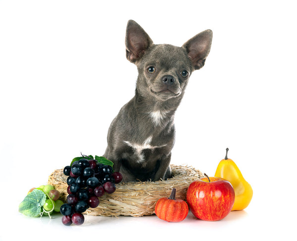 chihuahua and some fruits 