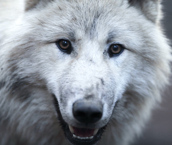 Close up view of a male wolf