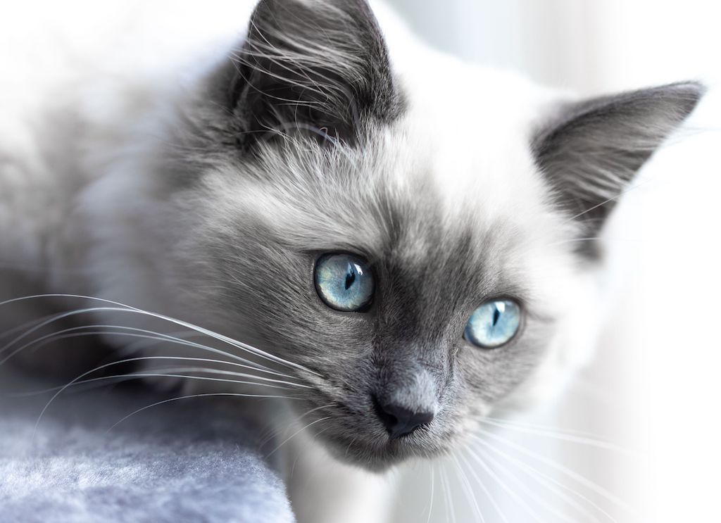 Do All Ragdoll Cats Have Blue Eyes  : The Truth Unveiled