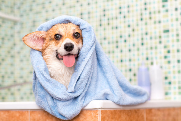 Corgi dog washes in the bathroom