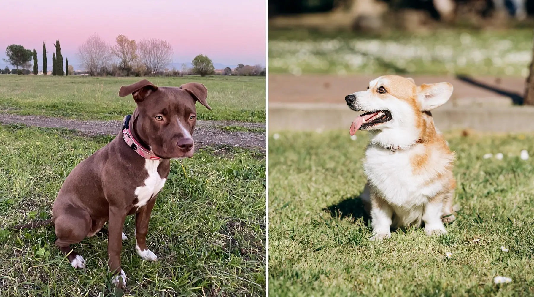 Corgi online pitbull cross