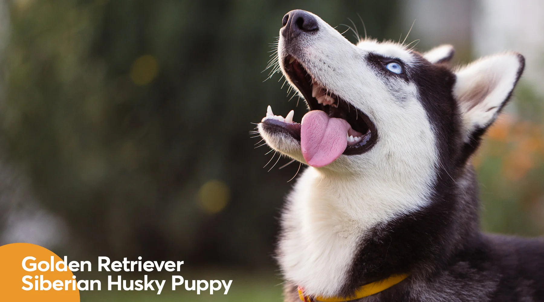 A husky mixed with a 2024 golden retriever