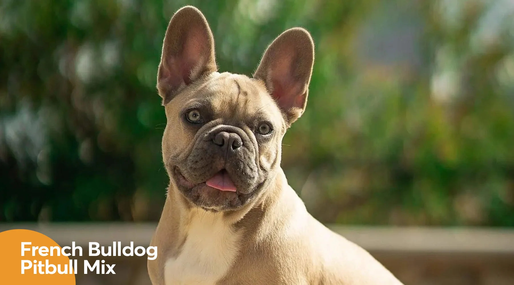 Pitbull and french deals bulldog