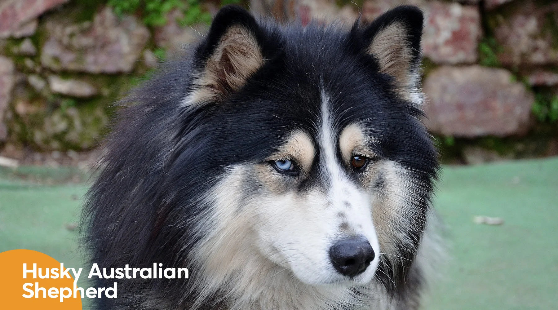 Australian shepherd hot sale alaskan husky mix