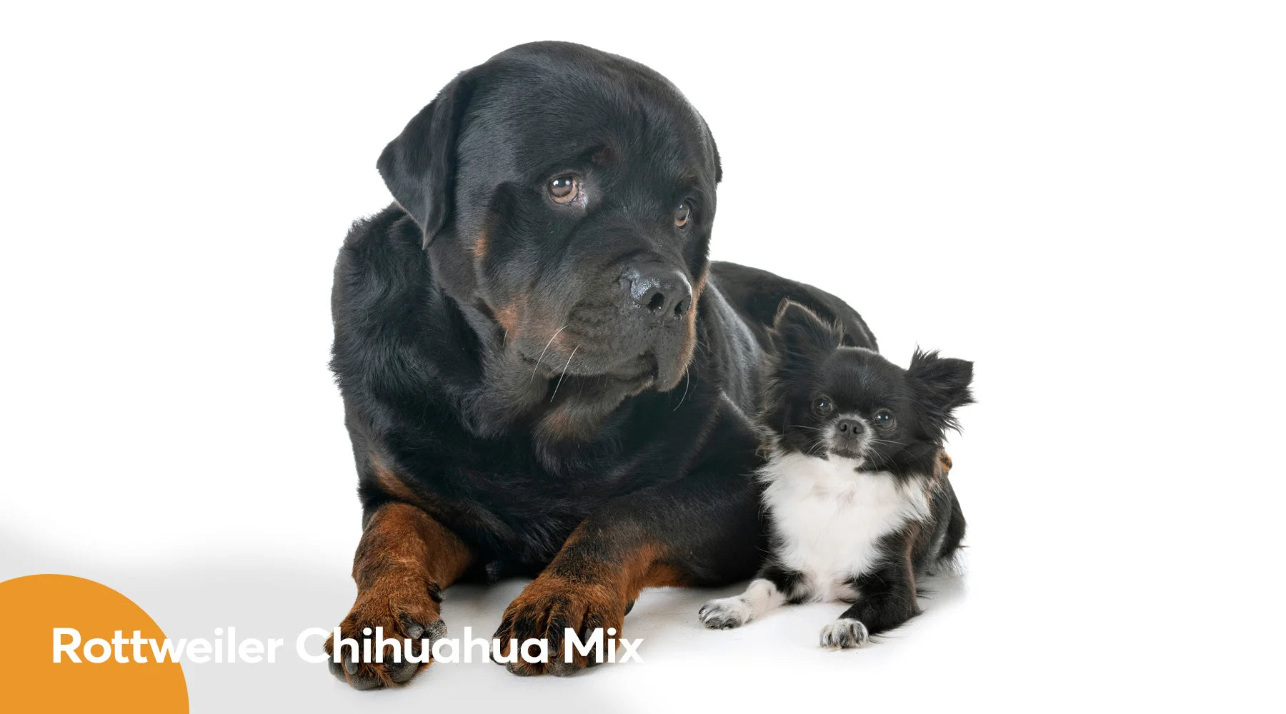 Rottweiler small top dog mix