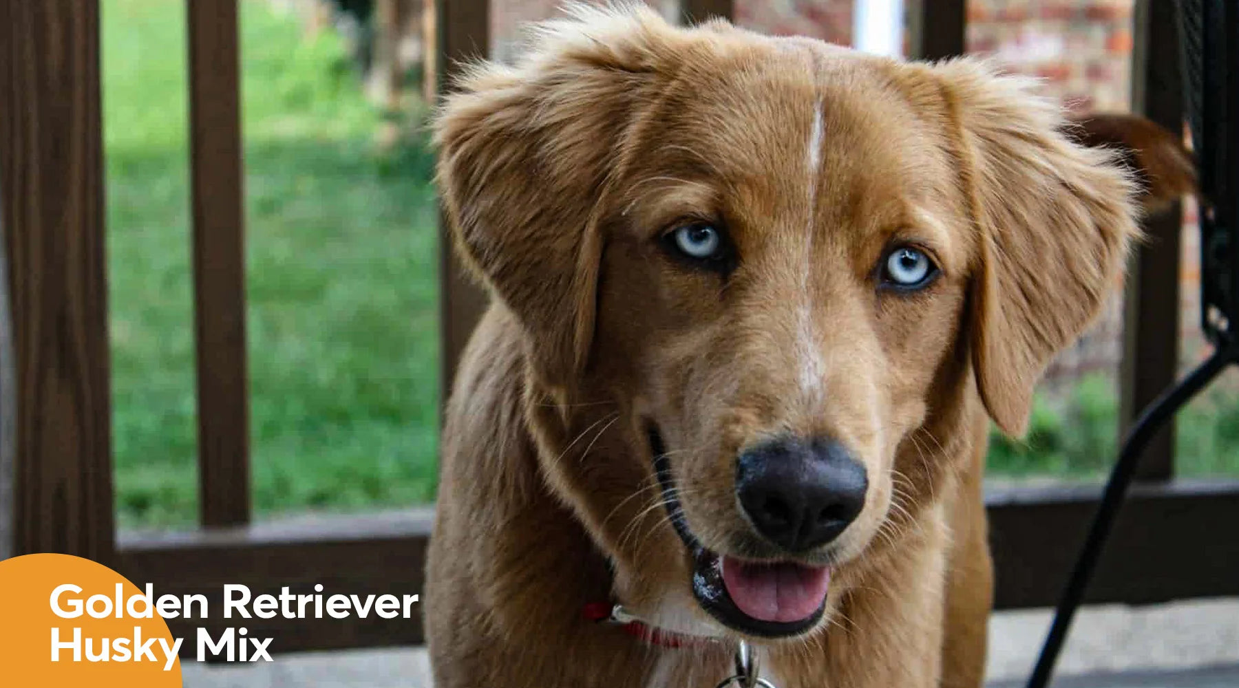 Half husky deals half golden retriever